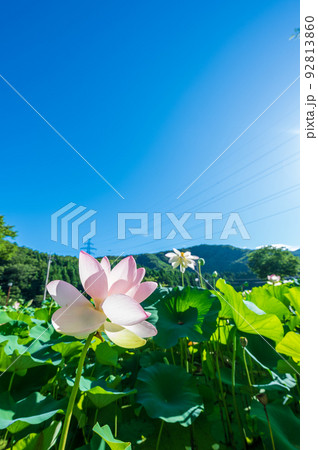 上品で可憐な花を咲かせ見頃を迎えた花はす公園の蓮の花|福井県南越前町 上品で可憐な花を咲かせ見頃を迎えた花はす公園の蓮の花|福井県南越前町 92813860