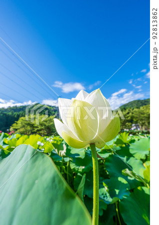 上品で可憐な花を咲かせ見頃を迎えた花はす公園の蓮の花｜福井県南越前町 92813862