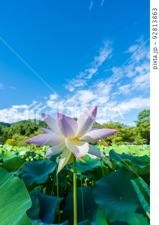 上品で可憐な花を咲かせ見頃を迎えた花はす公園の蓮の花｜福井県南越前町 92813863