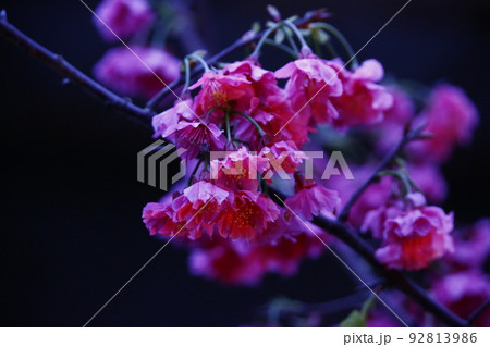 桜 さくら サクラ 92813986