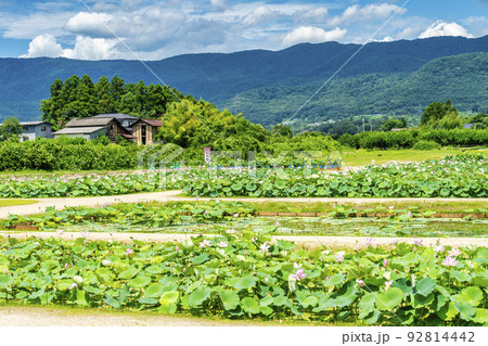 あつかし千年公園の中尊寺蓮　福島県国見町 92814442