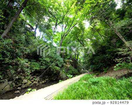 等々力渓谷　東京都 92814479