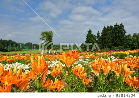 新潟県魚沼市堀之内 色とりどりの魚沼特産のユリが咲く月岡公園花広場の花壇 新潟県魚沼市堀之内 色とりどりの魚沼特産のユリが咲く月岡公園花広場の花壇 92814504