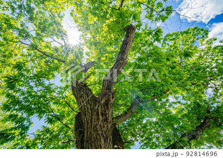 緑と太陽と青空と樹 92814696