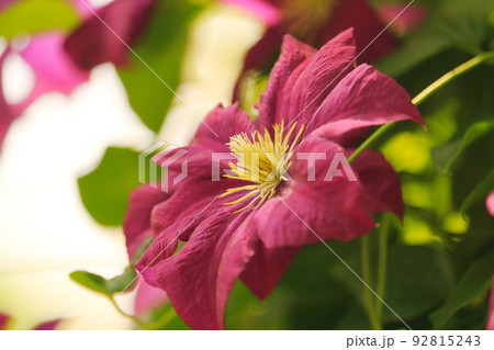 クレマチス 92815243