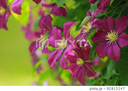 クレマチス 92815247