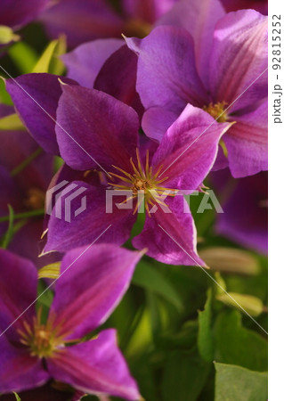 クレマチス 92815252