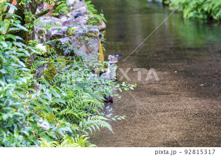 夏の京都　上賀茂神社（加茂別雷神社）　境内の御物井川(御物忌川)　京都府京都市 92815317