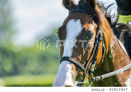 競馬場の風景　直線走る馬　新潟県新潟市 92815947