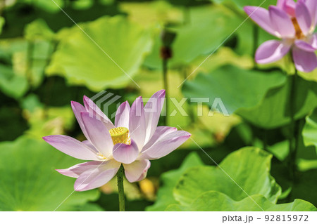 あつかし千年公園の中尊寺蓮　福島県国見町 92815972