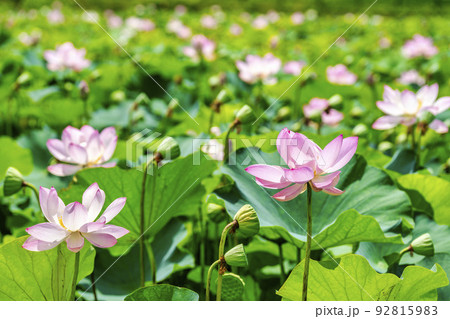 あつかし千年公園の中尊寺蓮　福島県国見町 92815983
