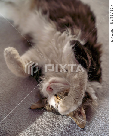 lazy tabby cat sleep on a chair at home 92817157