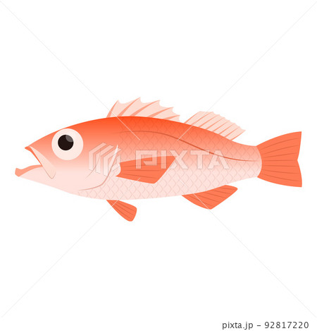 ノドグロのイラスト ノドグロのイラスト 92817220