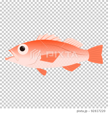 ノドグロのイラスト ノドグロのイラスト 92817220