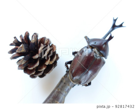 カブトムシ 92817432
