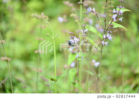 幸せを呼ぶ青い蜂・ブルービー（ナミルリモンハナバチ） 92817444