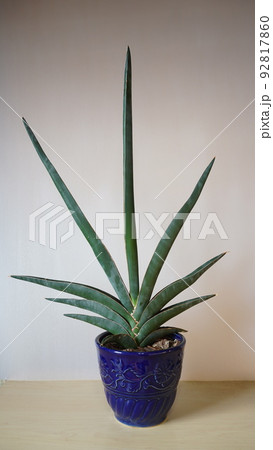 サンスベリア ペロッティ Sansevieria perrottetii Sansevieria Peridot (PH14) | Imported Plants | Rare Hybrid