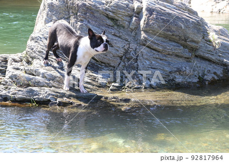 川遊びの人気スポットときがわ町の都幾川の岩場の水辺から渓流を眺める可愛いボストンテリアのマイティ君♡ 92817964