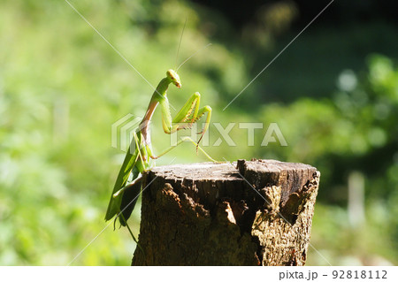 ムネアカハラビロカマキリ 92818112