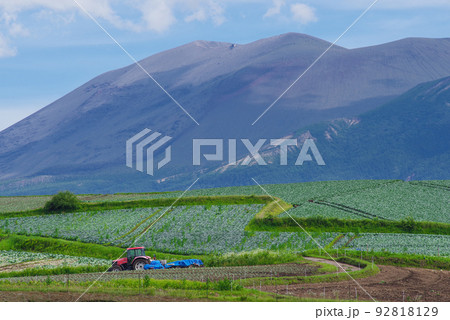 日本一の出荷量を誇る嬬恋村のキャベツ畑【群馬県】 92818129