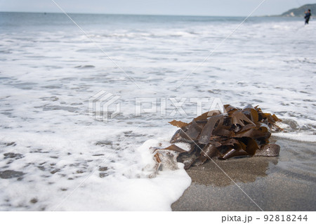 砂浜に打ち上げられた巨大わかめ 砂浜に打ち上げられた巨大わかめ 92818244