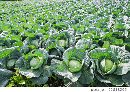 嬬恋村のキャベツ畑【群馬県】 嬬恋村のキャベツ畑【群馬県】 92818296