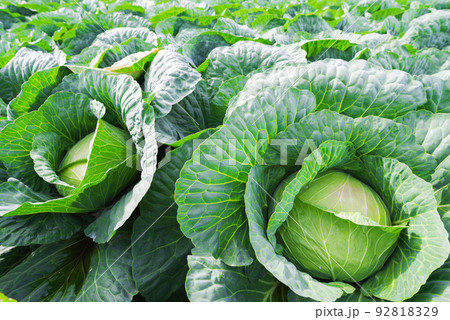 嬬恋村のキャベツ畑【群馬県】 92818329