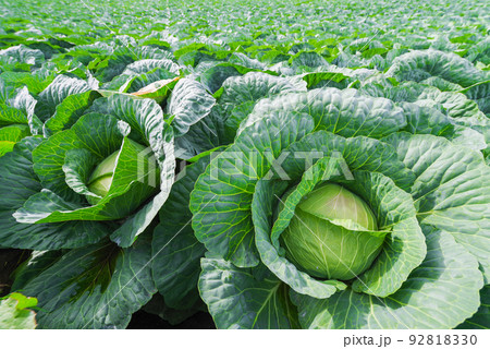 嬬恋村のキャベツ畑【群馬県】 嬬恋村のキャベツ畑【群馬県】 92818330
