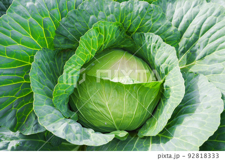 嬬恋村のキャベツ畑【群馬県】 嬬恋村のキャベツ畑【群馬県】 92818333