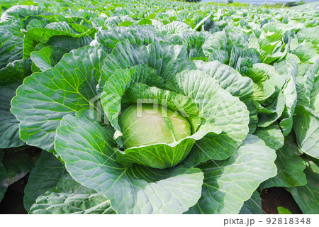 嬬恋村のキャベツ畑【群馬県】 嬬恋村のキャベツ畑【群馬県】 92818348