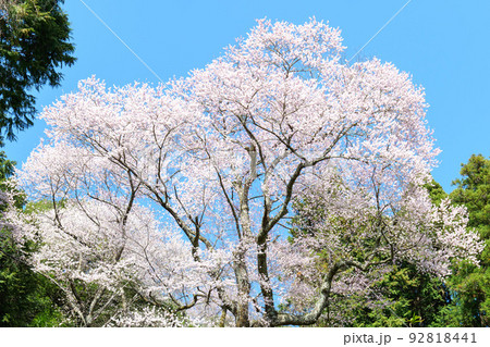 錦町の左近桜 92818441