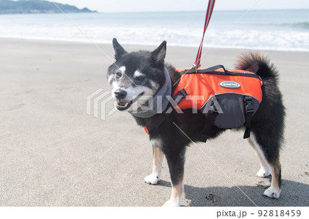 ライフジャケットを着た柴犬 ライフジャケットを着た柴犬 92818459