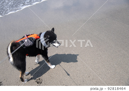 ライフジャケットを着た柴犬 ライフジャケットを着た柴犬 92818464