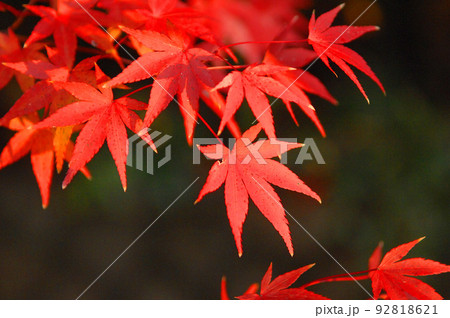 真っ赤な紅葉は日本の秋の景色 92818621