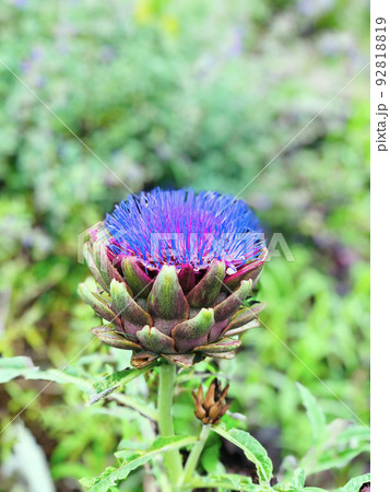 アーティチョークの花 92818819