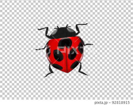Ladybug 92818915