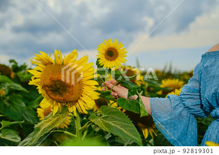Hand of a woman with sunflower Hand of a woman with sunflower 92819301