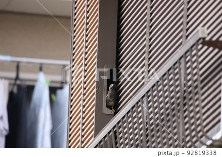 空き家で営巣中のムクドリ 92819338