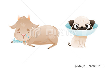 Sick Goat and Dog Animal with Bandage on Leg and Collar on Neck Vector Set 92819489
