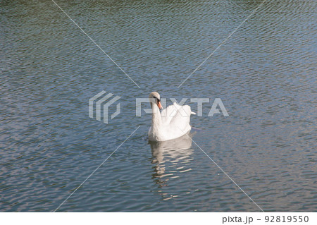 white swan in a lake in a summer park 92819550