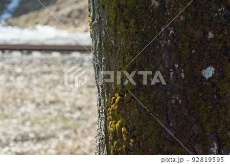 The trunk of a gray tree with green moss The trunk of a gray tree with green moss 92819595
