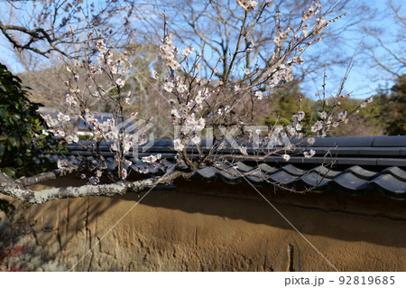 吉香公園の梅 吉香公園の梅 92819685