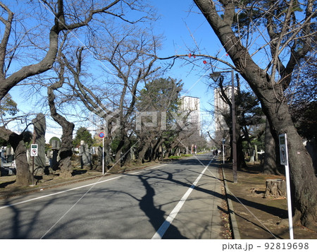 冬の谷中霊園（さくら通り） 92819698