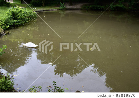 潜る鳥　リヴィウ民族建築・風俗習慣博物館 92819870
