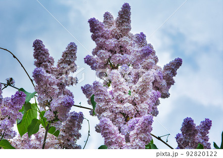 ライラック ライラック 92820122