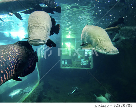 世界最大の淡水魚ピラルク 92820709