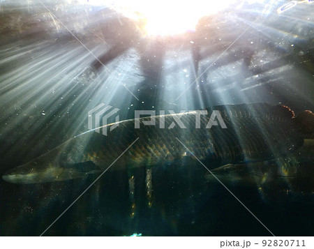 世界最大の淡水魚ピラルク 92820711