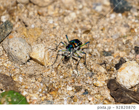 夏の終わりのハンミョウ 夏の終わりのハンミョウ 92820870