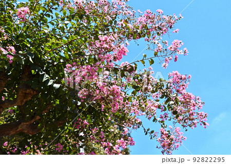 サルスベリ（百日紅） 92822295