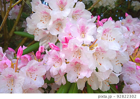 満開のシャクナゲ　華やかな花　石楠花 92822302